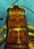 CollectionObject 1580114; f70ac613-4db9-4401-ab92-0f333d22da5b: female, head and pronotum, dorsal view (paratype). (CollectionObject).