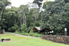 Gibbernecroscia kooymani Brock, Hasenpusch & Petrović, 2019: copyright Paul D. Brock. typical locality: Queensland, Binna Burra, Lamington N.P. (Otu).