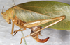 CollectionObject 1532260; NMW 1959, 529f461c-ba2f-40f8-98f0-87505d154a72: female, lateral view (syntype of Phrixa sima). (CollectionObject).