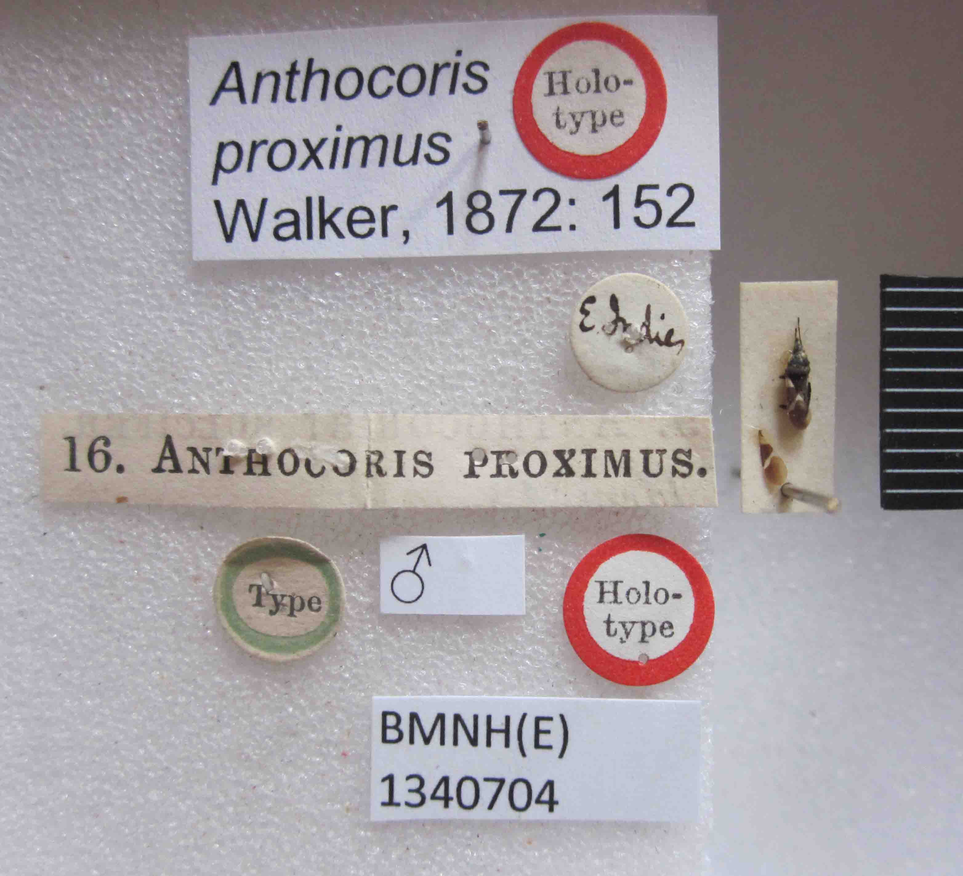 Anthocoris proximus. Holotype. (BMNH) - (CC BY-NC 4.0) Photo by Stuart Cole, reproduced with permission from the Natural History Museum, London, UK Depicts Oxycarenus (Pseudoxycarenus) proximus (Walker, 1872), an Otu.