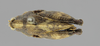 CollectionObject 1523018; 22dea4c9-1308-4f33-a689-c30926d2b058, ANSPtype no. 5217: female, dorsal view (holotype). (CollectionObject).