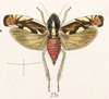 Habitus, dorsal view on Diedrocephala variegata (Fabricius, 1775): (Observation).