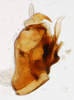 Pygofer, lateral view: !! display not done !! on Sogatella molina (Fennah, 1963): (Observation).