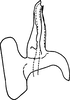Aedeagus, lateral view on Erythridula electa (McAtee, 1920): Aedeagus, lateral view. (Observation).
