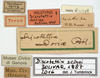CollectionObject 1506731; c8c95e1f-c53a-445c-8360-ffe090978164: labels (lectotype). (CollectionObject).