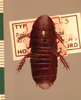 Miopanesthia polita (Krauss, 1902): Copyright UMO, Oxford. Type of synonym Dolichosphaeria arcuata, dorsal view. (Otu).
