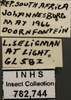 Other on Exitianus okahandia Ross, 1968: Labels. Labels for the Face image. (Observation).