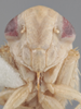 Head on Athysanella (Athysanella) marthae Blocker, 1988: Head. (Observation).