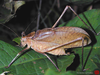 Mecopoda niponensis niponensis (Haan, 1843): male, lateral view. (Otu).
