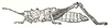 Barombia tuberculosa Karsch, 1891: p. 180. habitus, lateral view. (Otu).