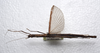 CollectionObject 1580887; 7f72c0d4-6bcf-45f7-97c2-e2309530aa58: copyright SPM, Kinabalu. female (holotype). (CollectionObject).