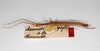CollectionObject 1559707; 1cb32818-f1e5-4f98-97d5-59f1be48f072: copyright MNHU, Berlin. male of synonym Marmessoidea caryophyllea (syntype). (CollectionObject).
