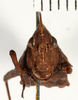 CollectionObject 1529893; NHRS NRMORTH 12919, 5b3e8108-06e9-4dcc-a840-e27d2c249c06: female, frontal view (holotype). (CollectionObject).