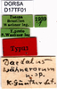 CollectionObject 1505023; 8afd849e-c990-47dc-8ab8-b4789f4b8a2b, DORSA D17TF01: labels (holotype). (CollectionObject).