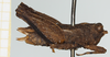 CollectionObject 1543410; 0050c34c-d943-467c-b3dc-5151c01e27a2, NHMUK010924475: female, lateral view (holotype). (CollectionObject).