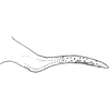 Pygofer appendages on Coganoa asiatica Dworakowska, 1979: Pygofer dorsal appendage. (Observation).