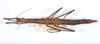 CollectionObject 1563199; 6e643ec6-721b-418d-9541-5866f79fbd94: copyright ANSP. female, dorsal view (paratype). (CollectionObject).