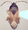CollectionObject 1595302; 1a2995be-62a8-4cdc-b936-b21fb3398136: Cryphula brunnea, holotype. (MLP) - (CC BY-NC 4.0) - Photo by Pablo M. Dellapé. Holotype, 1 female, Argentina: Entre Ríos: Colón, Ruinas del Viejo Molino, 6-II-2003, T. luz, Grandinetti & Cichino cols. (MLP). (CollectionObject).