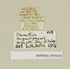 CollectionObject 1572990; 50d67a3d-7bbf-49be-a0e4-ca8506eed2d1: Copyright Natural History Museum, London. Labels from non-type (adult male) in BM(NH). (CollectionObject).