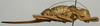 CollectionObject 1535977; 78233d52-766e-4fb3-bcfa-9f5b67088bc4: female, lateral view (syntype). (CollectionObject).