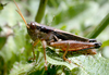 Dichroplus democraticus (Blanchard, 1851): male. (Otu).