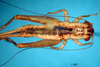 CollectionObject 1565730; 1ed0854e-1f82-41a3-bb9f-3c9c7b3e1942: female, dorsal view (paratype). (CollectionObject).
