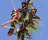 Tropidacris collaris (Stoll, 1813): nymphs (Pirané, Formosa, Argentina, 25°42'13.29"S 59°2'4.34"W February, 2012). (Otu).