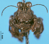 CollectionObject 1507199; f68152e4-2700-4b9b-9f9b-d8cf5c368674: male, frontal view (syntype). (CollectionObject).