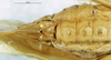 CollectionObject 1506977; c920cdc3-daa0-42ed-bf9f-92cbb3a81a65: female subgenital plate (holotype). (CollectionObject).