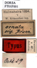 CollectionObject 1505279; aef2592e-ef58-45f5-91b8-dabf3a080155: labels (syntype). (CollectionObject).