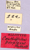CollectionObject 1499672; b8820694-29f0-4b06-931a-fe4953d84700: labels (allotype). (CollectionObject).