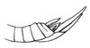 Fig. 27b. female abdomen tip, lateral view. Depicts Mastacides pupaeformis Bolívar, 1899, an Otu.