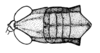 Maculiparia annulicornis (Stål, 1873): Fig. 49B. male head and pronotum, dorsal view. (Otu).
