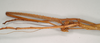 CollectionObject 1561152; NHMUK(SF IMPORT DUPLICATE) 845016, 7716f7f0-1238-415d-af8e-18140b060071: copyright Natural History Museum, London. female: head, lateral view (holotype). (CollectionObject).