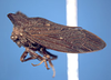 Centruchoides Fowler, 1896: _Centruchoides oppugnans_. (Otu).