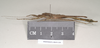 Eurybistus fallax Bragg, 2001: copyright Natural History Museum, London. female, lateral view (paratype). (Otu).