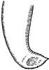 Cocconotus (Cocconotus) middlekauffi (Rehn, 1946): male cercus. (Otu).