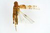 CollectionObject 1519789; b3684006-21e8-47bd-9141-a17fb3b02198: female, dorsal view (holotype). (CollectionObject).