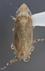 Habitus, dorsal view: !! display not done !! on Flexamia reflexa (Osborn & Ball, 1897): Dorsal. (Observation).