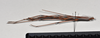 CollectionObject 1558576; NTUC 709 and barcoded specimens, 93d36653-c881-422a-9af7-b37747fc2d15: copyright NTUC. male, lateral view of Entoria miyakoensis (syntype). (CollectionObject).