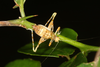 FieldOccurrence 3598; 052a7341-fa24-436f-8be8-2a2f05fbb24c; Argentina
Parque Nacional El Impenetrable, 2019/12/28: nymph (December 2019). (FieldOccurrence).
