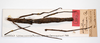 CollectionObject 1562359; MNCN(SF IMPORT DUPLICATE) 7084, 98c49b82-d1e4-44b8-91dc-45ad134acf25: copyright MNCH, Madrid. female of synonym Ocnophila bolivari (holotype). (CollectionObject).