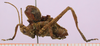 male nymph. Depicts CollectionObject 1479278; aa285e16-8341-4feb-b00d-853b55edbfed, cbt003s06, a CollectionObject.