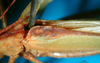 CollectionObject 1500717; ceda8db4-2a26-40d2-80e6-b1e51b91371a, DORSA BTtylinhS01: male head and pronotum dorsal view (lectotype of Tylopsis inhamata). (CollectionObject).