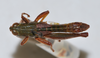 CollectionObject 1533435; e4f8e4d1-e9f3-4835-82fd-de4910e40be8: male, dorsal view (holotype). (CollectionObject).