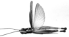 CollectionObject 1535759; a07f44e2-b91c-4ed5-8d33-c1c2050e907f: male, dorsal view (syntype). (CollectionObject).