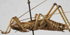 CollectionObject 1539648; 2e85d8d8-a644-4cb5-97bf-2dbbf76a71ee: male habitus, lateral view (syntype). (CollectionObject).;CollectionObject 1539649; 5e308dca-8056-47c1-bdb5-c15e234c7dc5: male habitus, lateral view (syntype). (CollectionObject).