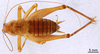 CollectionObject 1507480; a7baa946-634e-448d-8d86-36036ab641ae: Male, dorsal view (holotype). (CollectionObject).