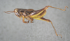 CollectionObject 2008238; 90535b2c-6094-4efd-85a0-c311e82f0f66: male, lateral view. (CollectionObject).