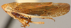 Habitus, lateral view: !! display not done !! on Limbanus Oman, 1949: Limbanus omani, lateral habitus. (Observation).